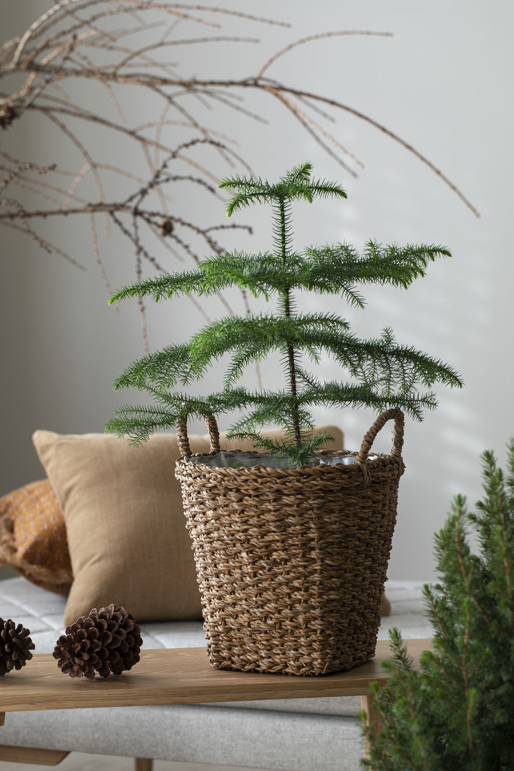 stuegran er en trendy og kul juleplante stuegran er en trendy og kul juleplante